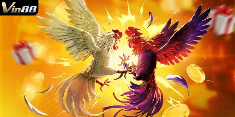 Các đặc điểm nổi bật của đá gà Vin88