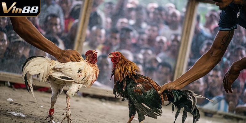 Các hình thức chơi và cá cược phổ biến trên Vin88